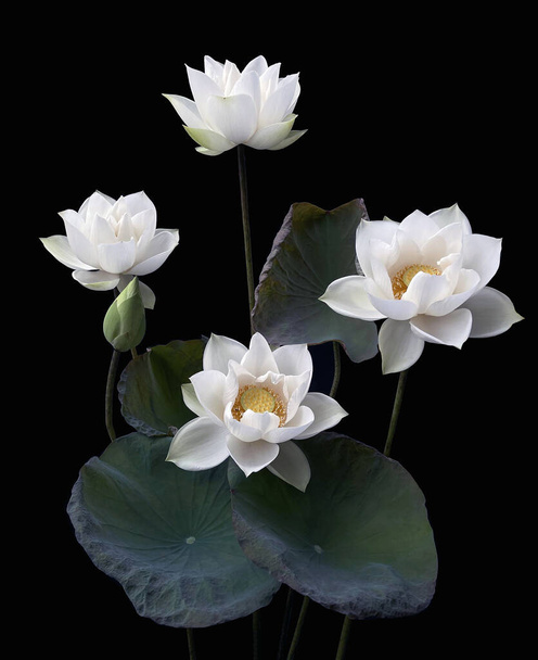 Beau lotus blanc pur en fond noir - Photo, image