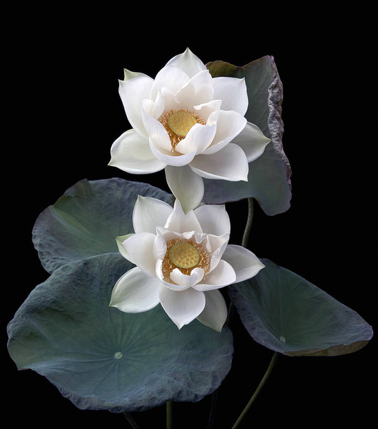 Mooie zuiver witte lotus in zwarte achtergrond - Foto, afbeelding