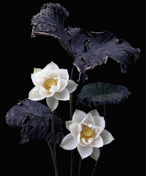 Белый лотос на черном фоне - Фото, изображение