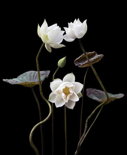 Piękny czysty biały lotos w czarnym tle - Zdjęcie, obraz