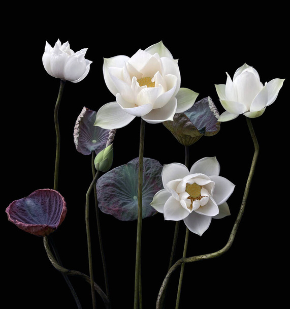 mooie witte lotus bloemen bloeien in het meer - Foto, afbeelding