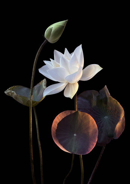 beautiful white lotus flowers blooming in the lake - Photo, Image