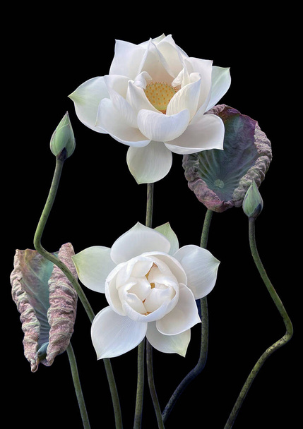 hermosas flores de loto blanco floreciendo en el lago - Foto, imagen