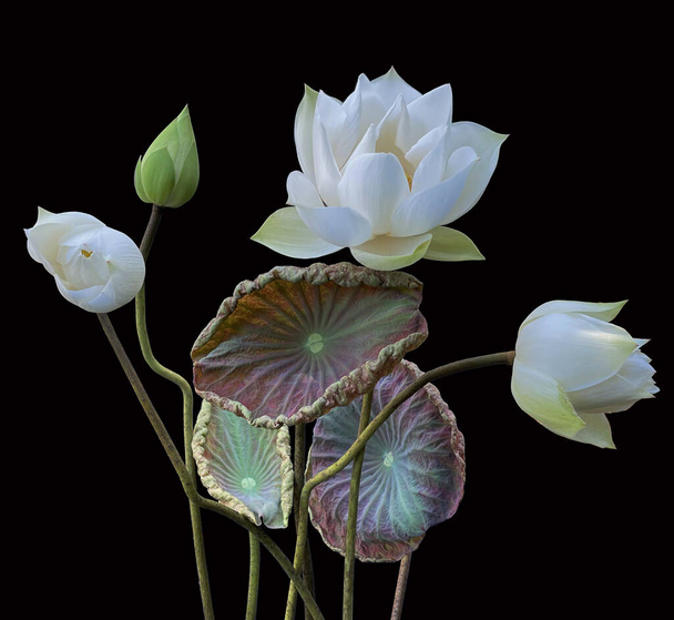 belles fleurs de lotus blanc fleurissant dans le lac - Photo, image