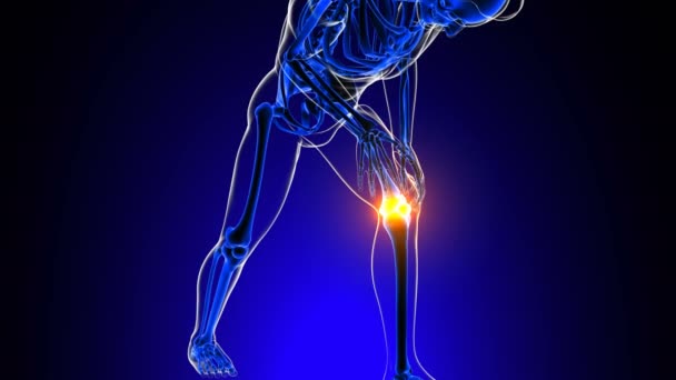 Bolest kolenního kloubu Anatomie pro lékařskou koncepci 3D animace - Záběry, video