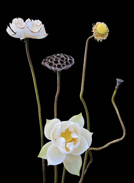 красиві білі квіти лотоса, що цвітуть в озері
 - Фото, зображення