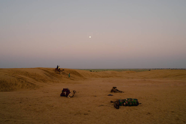 Camaleonte che porta i turisti sul cammello per guardare il sorgere del sole, nel deserto di Thar, Rajasthan, India. Dromedario, dromedario cammello, cammello arabo, o una gobba cammelli stanno riposando. - Foto, immagini