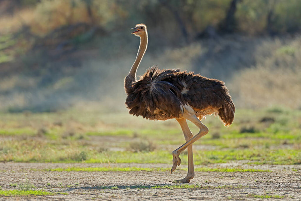 Female ostrich (Struthio camelus) in natural habitat, Kalahari desert, South Africa - 写真・画像