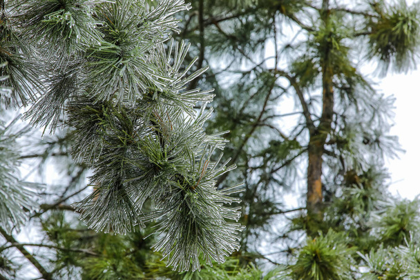 Buzlu çam ağacı dalları Kış günü - Fotoğraf, Görsel