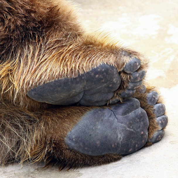 Медвежьи ноги
 - Фото, изображение