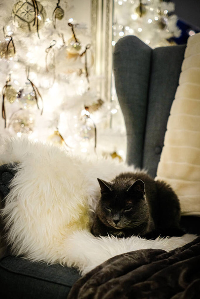 Eine schöne graue Katze liegt in einem Liegestuhl, im Hintergrund ein Weihnachtsbaum. Weihnachtsstimmung. Defokussiert. Hochwertiges Foto - Foto, Bild