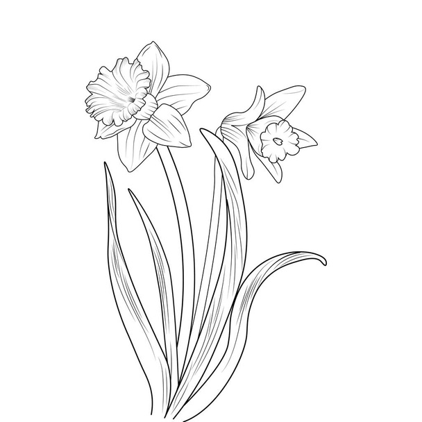 Bir nergis çiçeğinin resmi, vektör çizimi kalem sanatı, buket çiçek boyama sayfası ve beyaz arka planda izole edilmiş kitap. Güzel bir çiçek deseninin vektör çizimi. - Vektör, Görsel