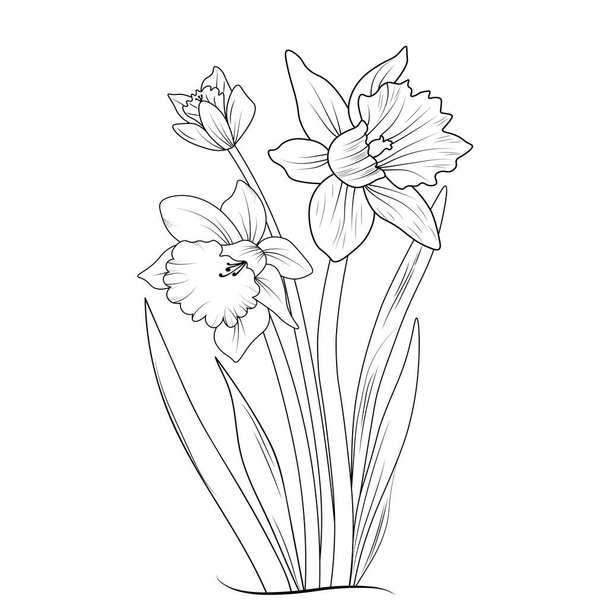 Sketch of outline daffodil flower coloring book hand drawn vector illustration artistically engraved ink art blossom narcissus flowers isolated on white background clip art   - Vetor, Imagem