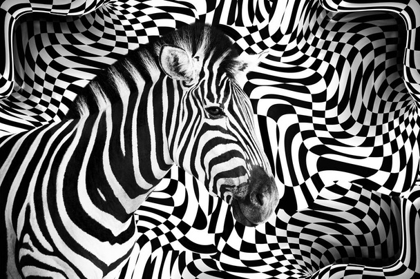 Деталь зебры на абстрактном черно-белом фоне рамы. - Фото, изображение