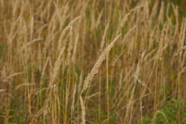 spikelet of field grass in autumn at sunset close-up - Photo, Image
