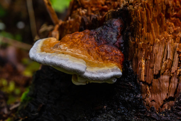 Fomes fomentarius, commonly known as the tinder fungus, false tinder fungus, hoof fungus, tinder conk, tinder polypore or ice man fungus. - Photo, Image