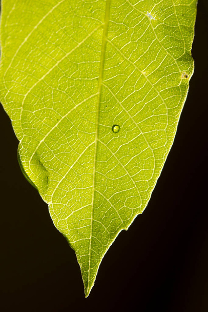 Groen blad close-up. Natuur achtergrond. - Foto, afbeelding