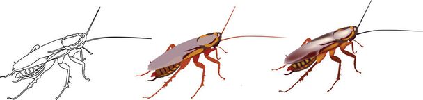 Νύχτα φορέας bug των ασθενειών κατσαρίδα κατσαρίδα - Διάνυσμα, εικόνα