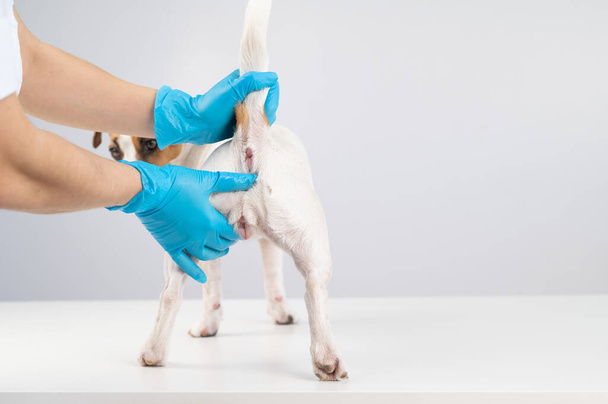 Veterinarian doing a rectal examination to a jack russell terrier dog - Foto, Imagen