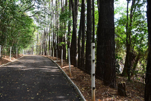 Salmi asfaltti jalkakäytävä polku kesällä vihreä metsä, valkoinen betoni panokset ja lanka-aita, Brasilia, turisteja taustalla - Valokuva, kuva