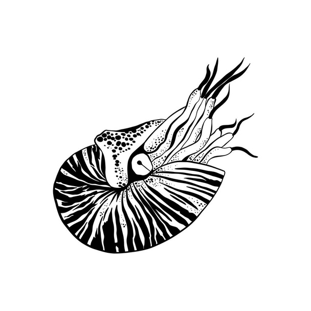 Ocean and Sea, Botanica illustration. Black ink, line, doodle style.  - Διάνυσμα, εικόνα