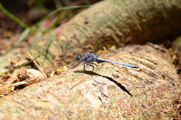 A Blue dragon fly, resting on a stick Namibia Africa Platycnemis pennipes. High quality photo - Photo, Image