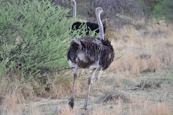 Дикий страус у Намібії африканський саван сафарі. Фотографія високої якості - Фото, зображення