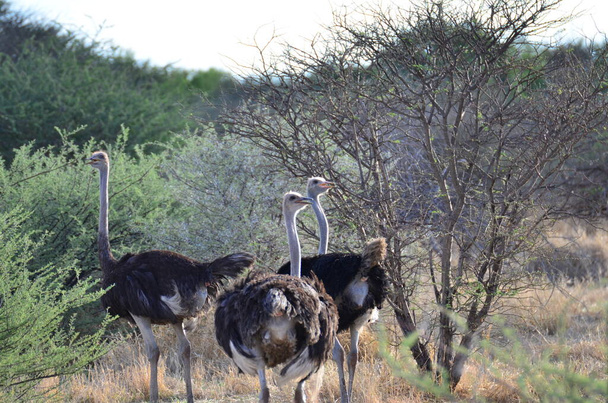 wild Ostrich bird in Namibia Africa savanna safari. High quality photo - Fotó, kép