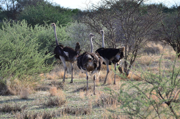 wilde struisvogel in Namibië Afrika savanne safari. Hoge kwaliteit foto - Foto, afbeelding