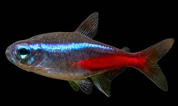 Closeup of blue neon tetra fish isolated on black background - Photo, Image