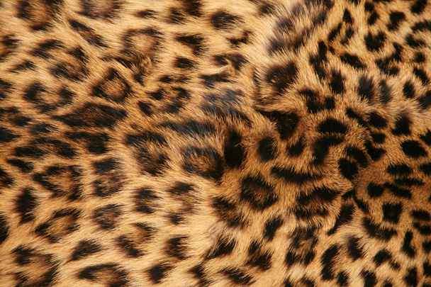 La peau du léopard
 - Photo, image