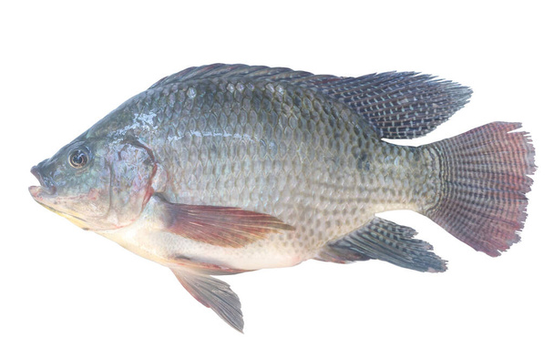 Tilapia del Nilo o Pla nin en tailandés, peces de agua dulce se aísla sobre fondo blanco. - Foto, imagen