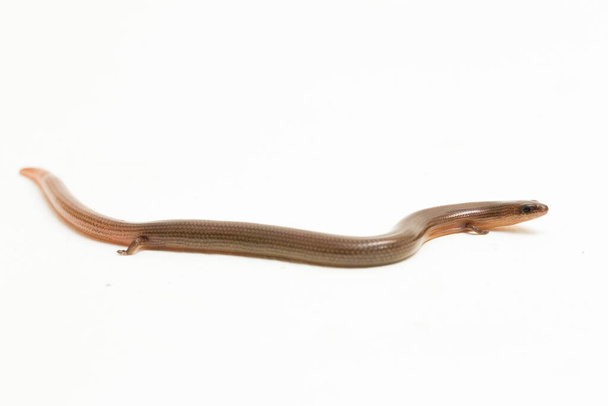 The short-limbed supple skink or Linnaeus's writhing skink lizard (Lygosoma quadrupes) isolated on white background - Photo, Image