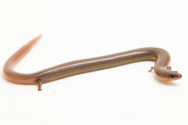 The short-limbed supple skink or Linnaeus's writhing skink lizard (Lygosoma quadrupes) isolated on white background - Photo, Image