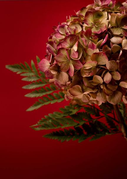 Hermosa flor de hortensia primer plano en oscuro bajo sobre fondo rojo con espacio de copia para el texto. - Foto, imagen