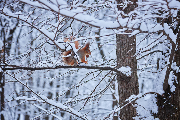Червона білка сидить на снігу і їсть горіхи і насіння поруч з дерев'яним будинком в зимовому парку або лісі
 - Фото, зображення