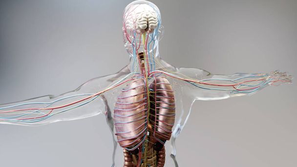 Человеческая анатомия, органы, кости. Творческие цветовые палитры и дизайнерские детали, неструктурированные детали для показа, 3D рендеринг, - Фото, изображение