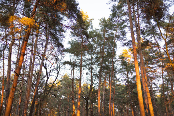 Belle scène matinale dans la forêt avec des rayons de soleil et de longues ombres - Photo, image