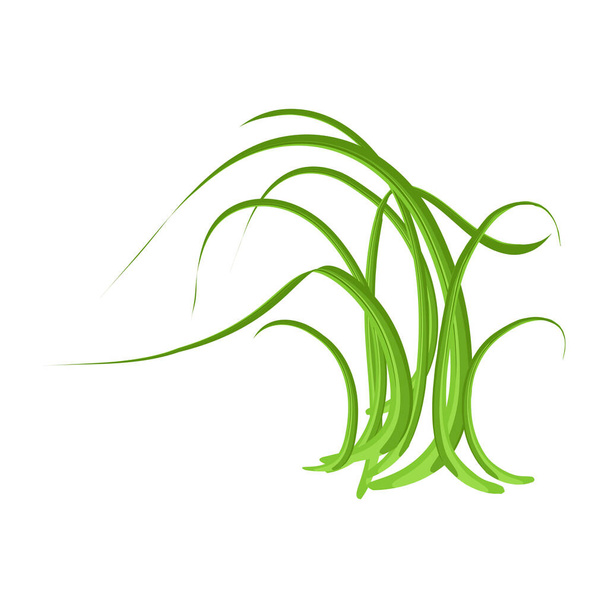green grass, vector illustration - Vector, Image