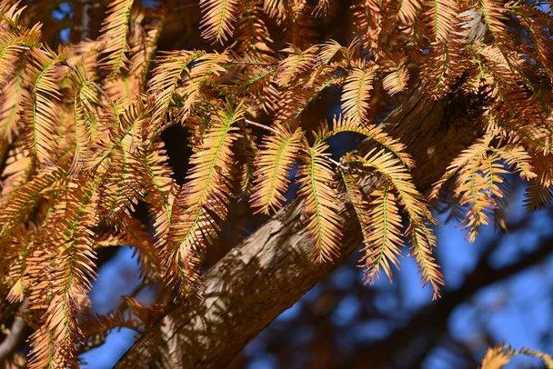  Dawn redwood (Metasequoia glyptostroboides) осіннє листя. Cupressaceae листяне дерево. Вважаючи її скам "янілою рослиною, було підтверджено, що вона росте природним шляхом у Китаї у середині XX століття.. - Фото, зображення