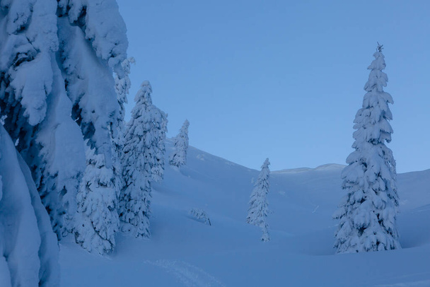 Τοπίο με χιονισμένα μικτά πεύκα, έλατα και έλατα. Μαρμαρόσι, Τα Καρπάθια βουνά - Φωτογραφία, εικόνα
