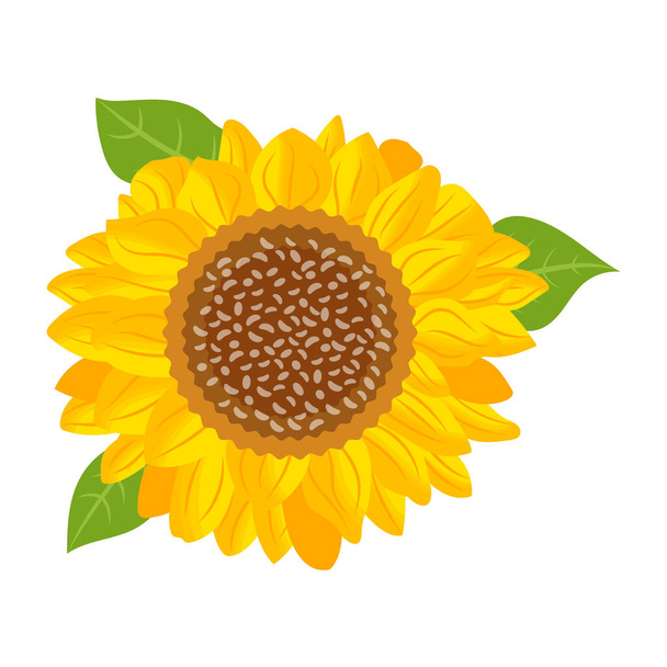 sunflower isolated on white background - Wektor, obraz