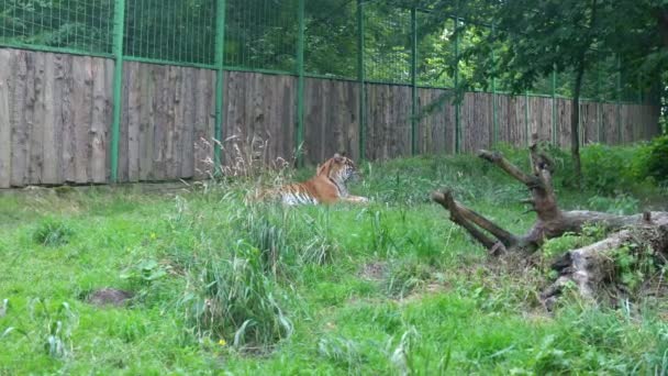 Ein erwachsener Tiger liegt im Gehege des Zoos auf dem Gras und leckt sein Fell mit hochgezogener Pfote. Große gestreifte Wildkatze leckt ihm den Rücken - gewaschen. Raubtier leckt sich ab und blickt in die Kamera - Filmmaterial, Video