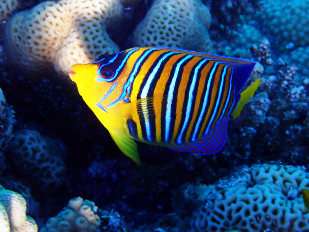 Regal Angelfish (Pygoplites diacanthus) into the serenity world of Red sea in Egypt - Photo, Image
