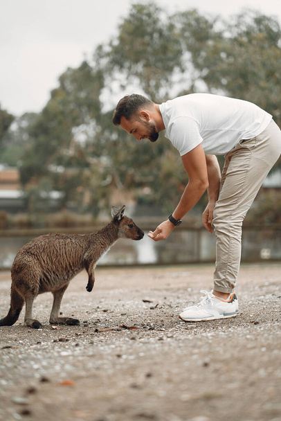 man at the reserve in Australia playing and feeding kangaroos - Zdjęcie, obraz