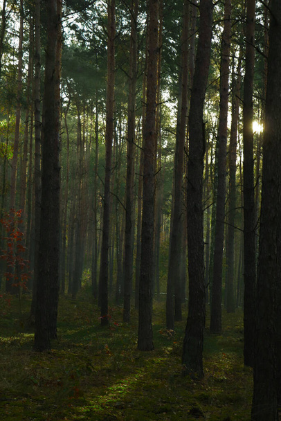 Majestic view of forest with sunbeams shining through trees in morning - Fotó, kép