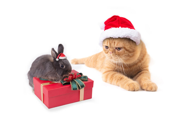 Scottish fold cat and little rabbit wearing red santa claus hat with gift box on white background. - Fotoğraf, Görsel