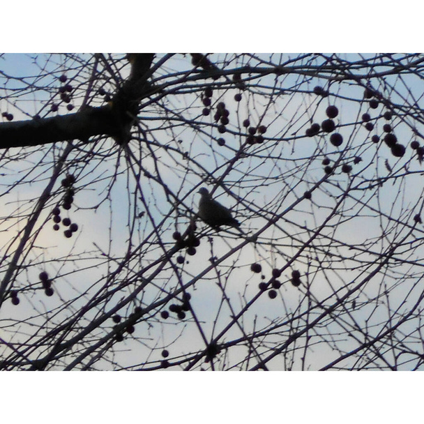 Kahverengi bir uçağın ağaç dallarına ve gövdesine yakın, içinde achenes veya uçak ağacı topları olan, kışın, bir dalda, bir parkta, mavi gökyüzünün altında beyaz bulutlu gri bir güvercin, Villeneuve-de-Berg, Ardeche, Fransa. - Fotoğraf, Görsel