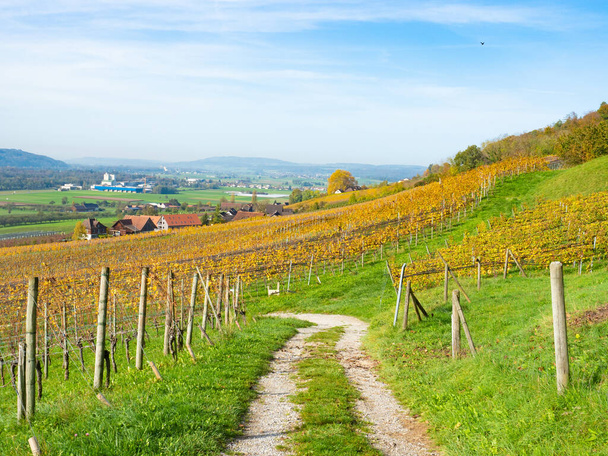 Регион вокруг Мбаппе, Швейцария, является известным винодельческим районом. Небольшая грязь, ведущая через осенние виноградники.  - Фото, изображение