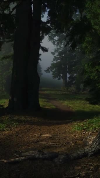 Bosque oscuro místico, terror, miedo en las sombras, sendero, parque, naturaleza - Vídeo vertical - Metraje, vídeo